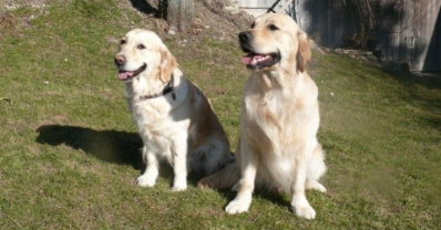Dylan + Axel